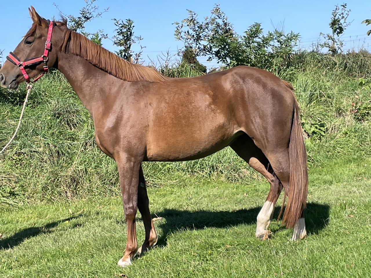 Cavalla Sella Francese In vendita 2021 Sauro ,  Havre d’Abbetot