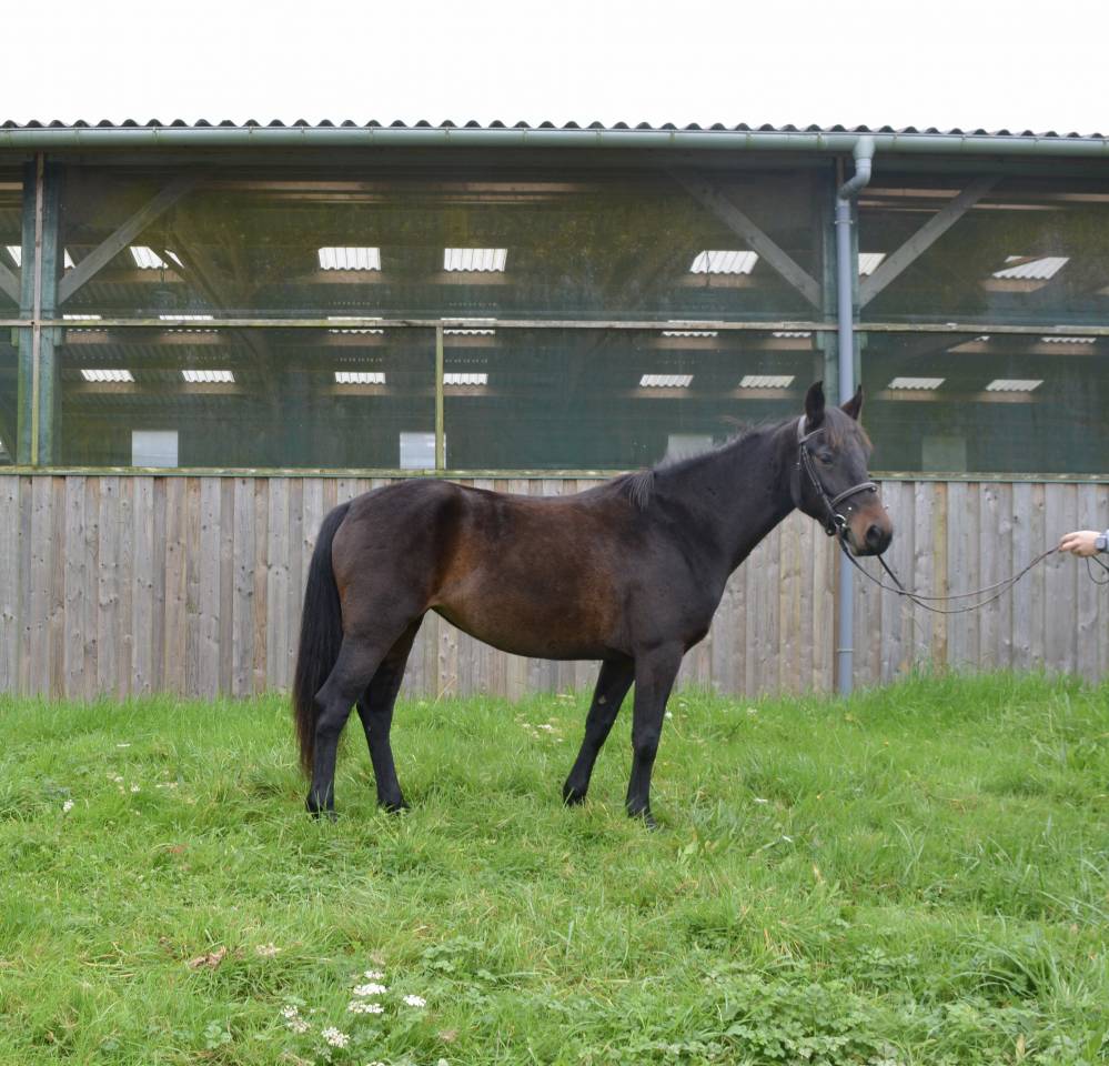 Cavalla Connemara In vendita 2020 Baio ,  west mirah