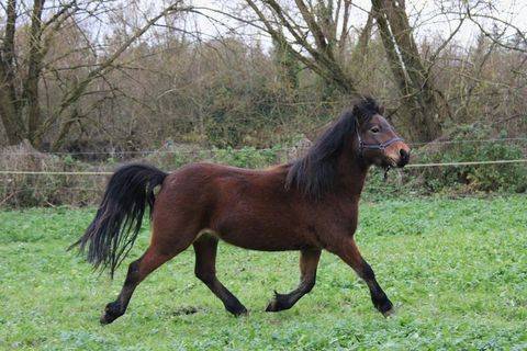 Cavalla Dartmoor In vendita 2022 Baio