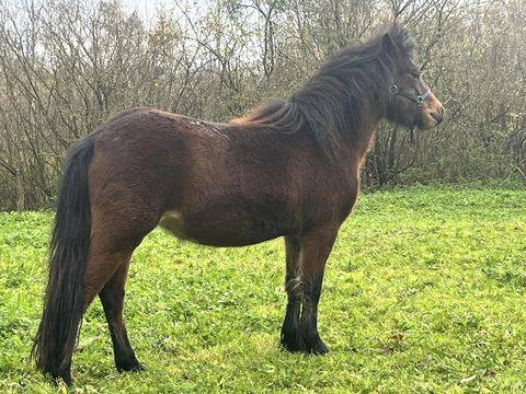 Cavalla Dartmoor In vendita 2022 Baio
