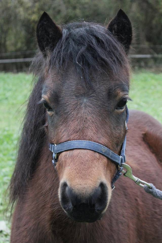 Cavalla Dartmoor In vendita 2022 Baio