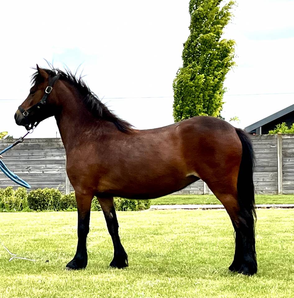 Cavalla Dartmoor In vendita 2022 Baio