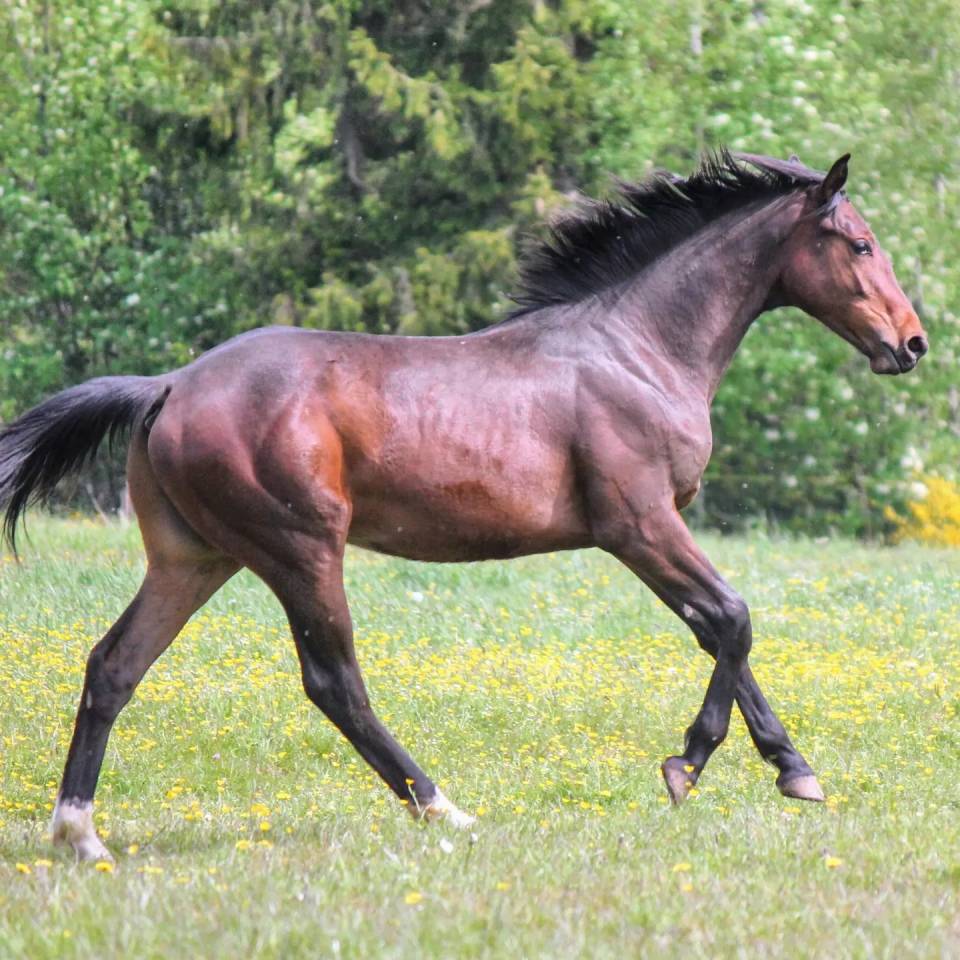 Stallone sBs Cavallo da Sport Belgio In vendita 2023 Baio ,  Dollar du Rouet