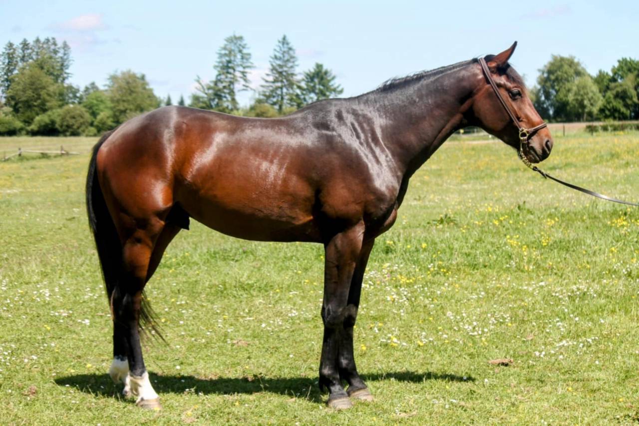 Stallone sBs Cavallo da Sport Belgio In vendita 2023 Baio ,  Dollar du Rouet