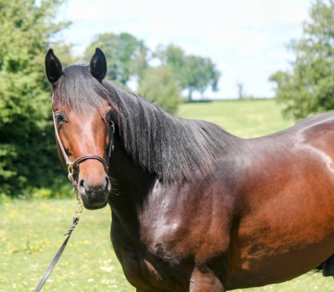 Stallone sBs Cavallo da Sport Belgio In vendita 2023 Baio ,  Dollar du Rouet