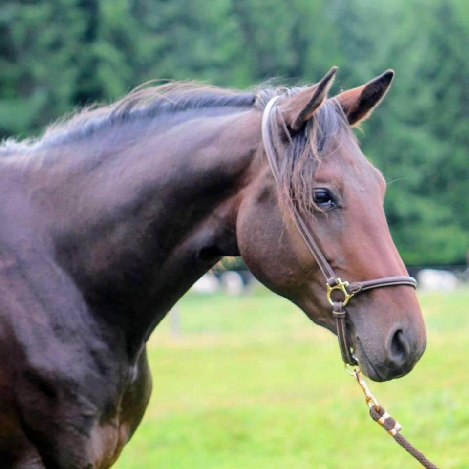 Stallone sBs Cavallo da Sport Belgio In vendita 2023 Baio ,  Dollar du Rouet