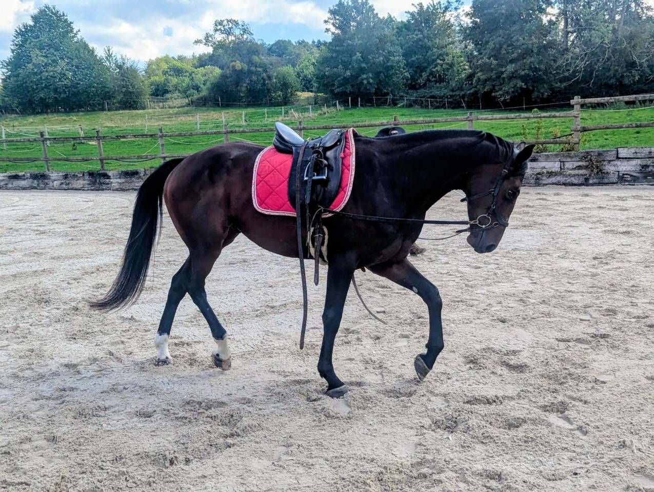 Castrone sBs Cavallo da Sport Belgio In vendita 2023 Baio ,  Dollar du Rouet