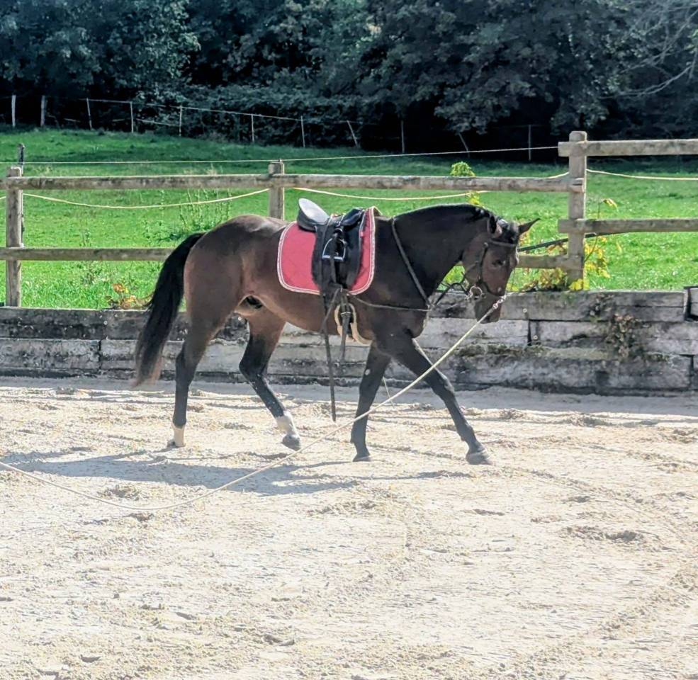 Castrone sBs Cavallo da Sport Belgio In vendita 2023 Baio ,  Dollar du Rouet