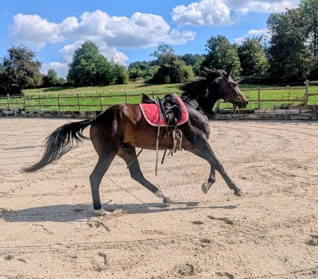 Castrone sBs Cavallo da Sport Belgio In vendita 2023 Baio ,  Dollar du Rouet