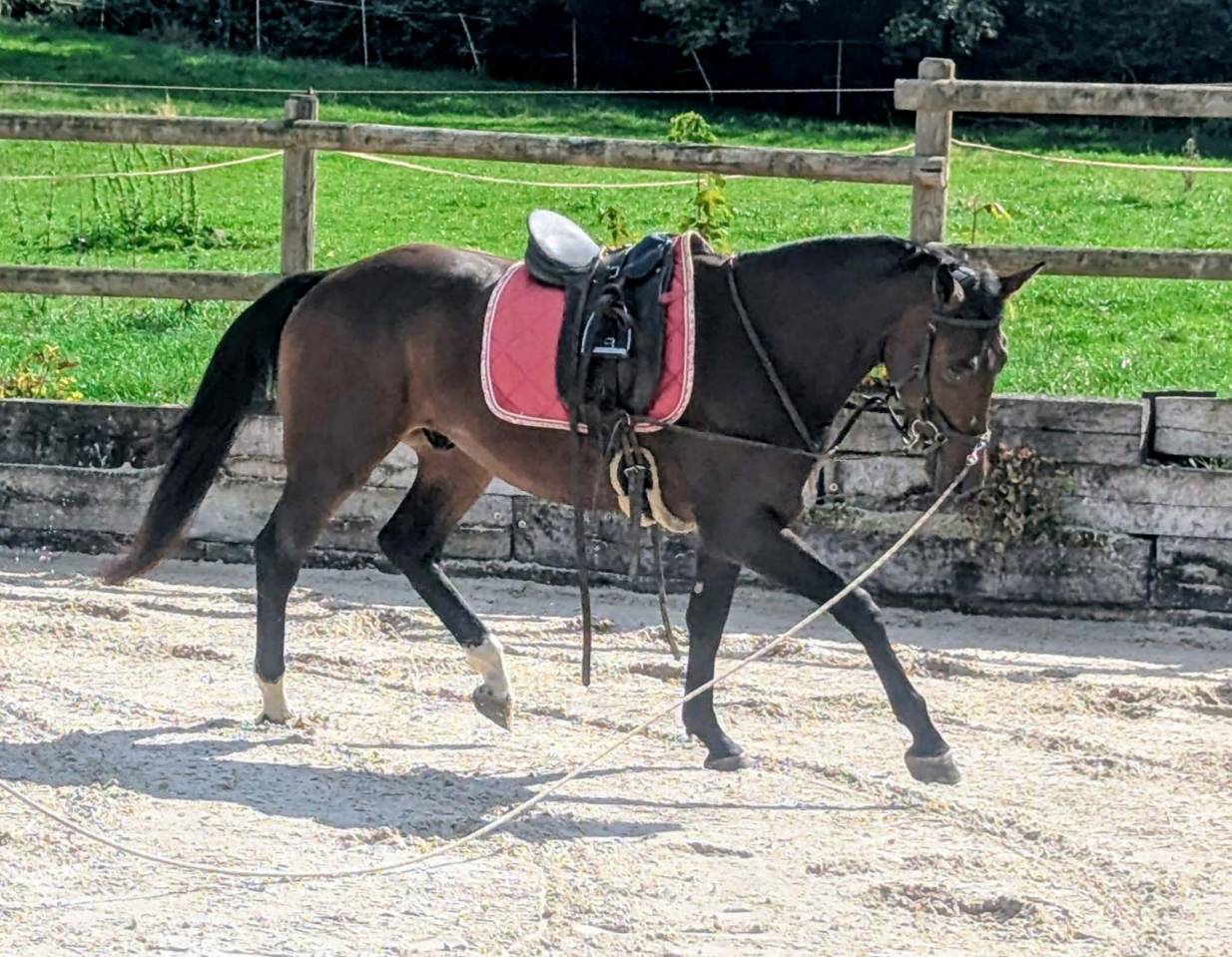 Castrone sBs Cavallo da Sport Belgio In vendita 2023 Baio ,  Dollar du Rouet