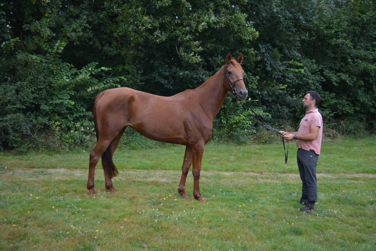 Cavalla Trottatore Francese In vendita 2020 Sauro