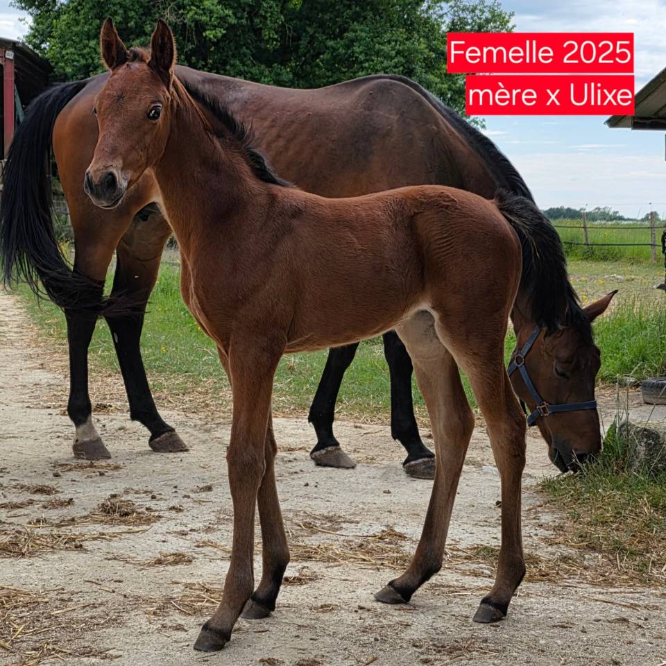 KELAMOUR DE L'OZANCE - Sella Francese 2020 ,  L'AMOUR DU BOIS ISO 171