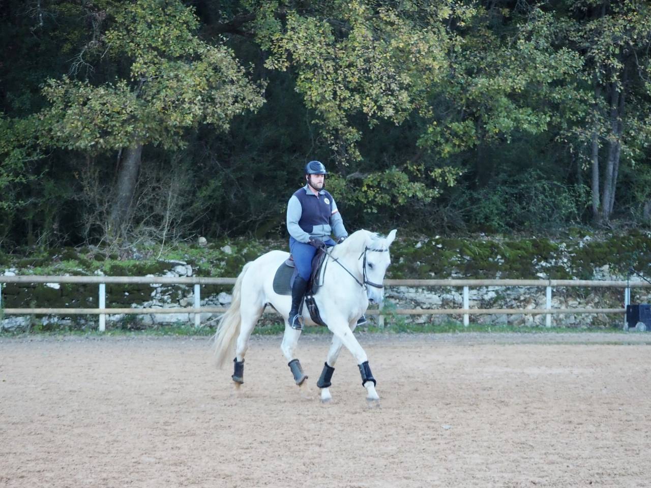 Castrone Lusitano In vendita 2017 Grigio ,  ARAGAO (PRT)