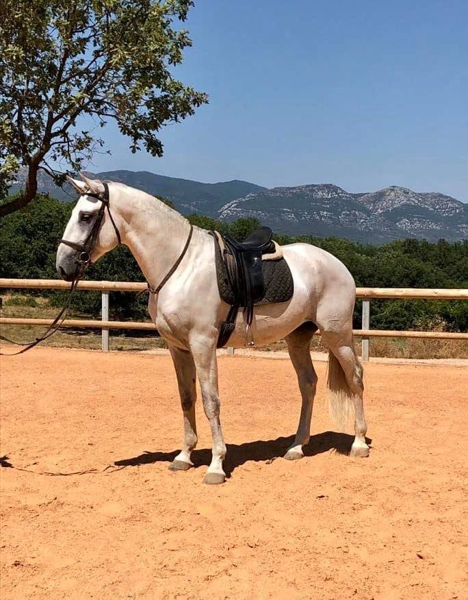 Castrone Lusitano In vendita 2017 Grigio ,  ARAGAO (PRT)