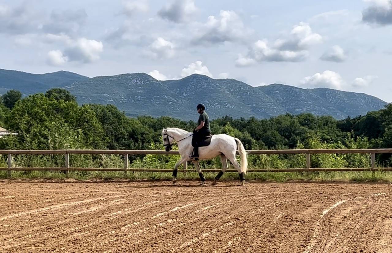 Castrone Lusitano In vendita 2017 Grigio ,  ARAGAO (PRT)