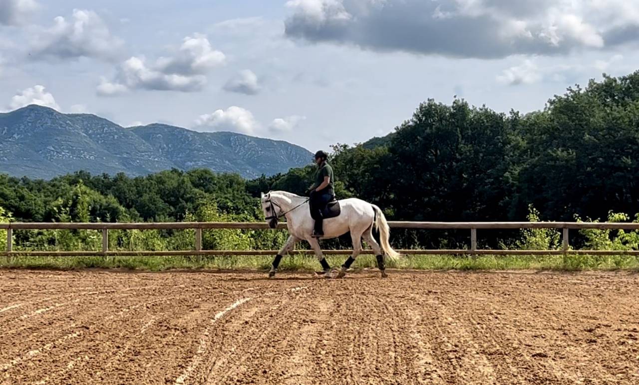 Castrone Lusitano In vendita 2017 Grigio ,  ARAGAO (PRT)