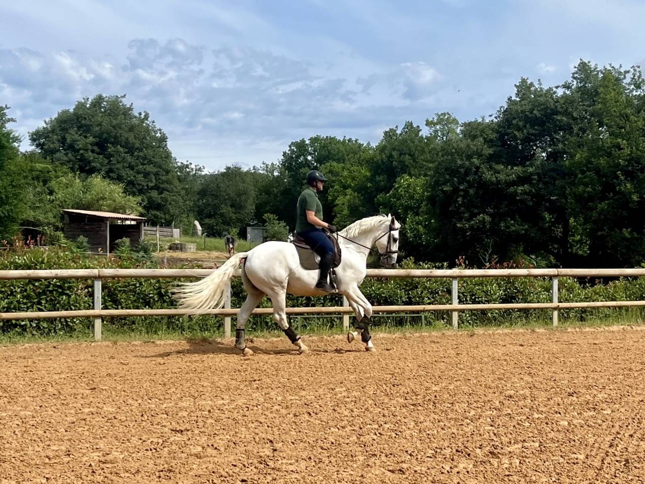 Castrone Lusitano In vendita 2017 Grigio ,  ARAGAO (PRT)