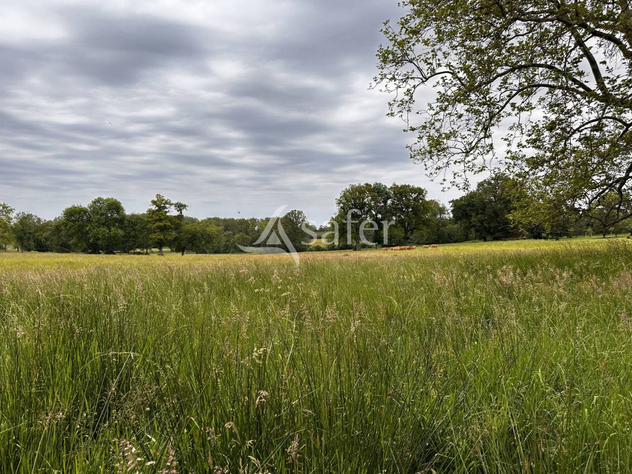 Azienda agricola In vendita Charente