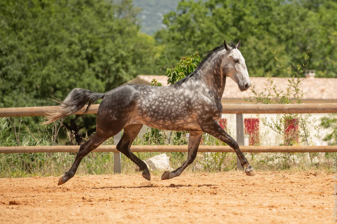 Castrone Lusitano In vendita 2018 Grigio ,  Soberano du Fesquet