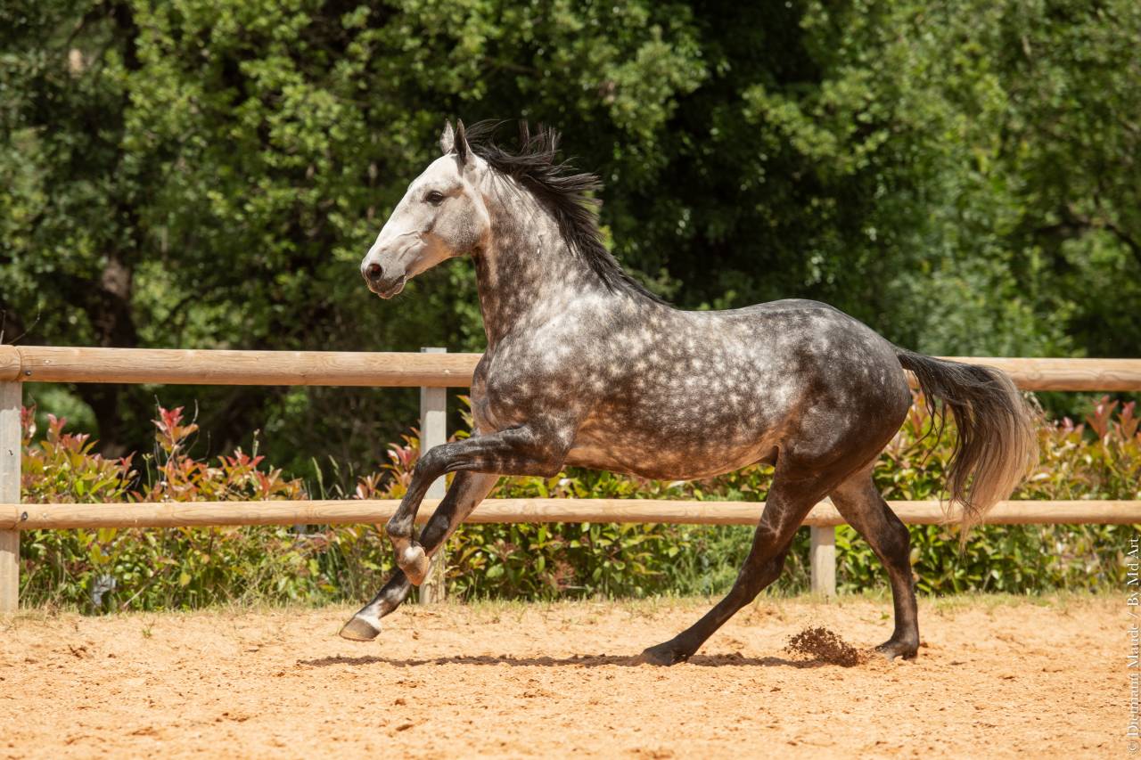Castrone Lusitano In vendita 2018 Grigio ,  Soberano du Fesquet
