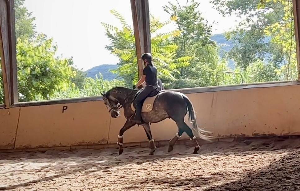 Castrone Lusitano In vendita 2018 Grigio ,  Soberano du Fesquet