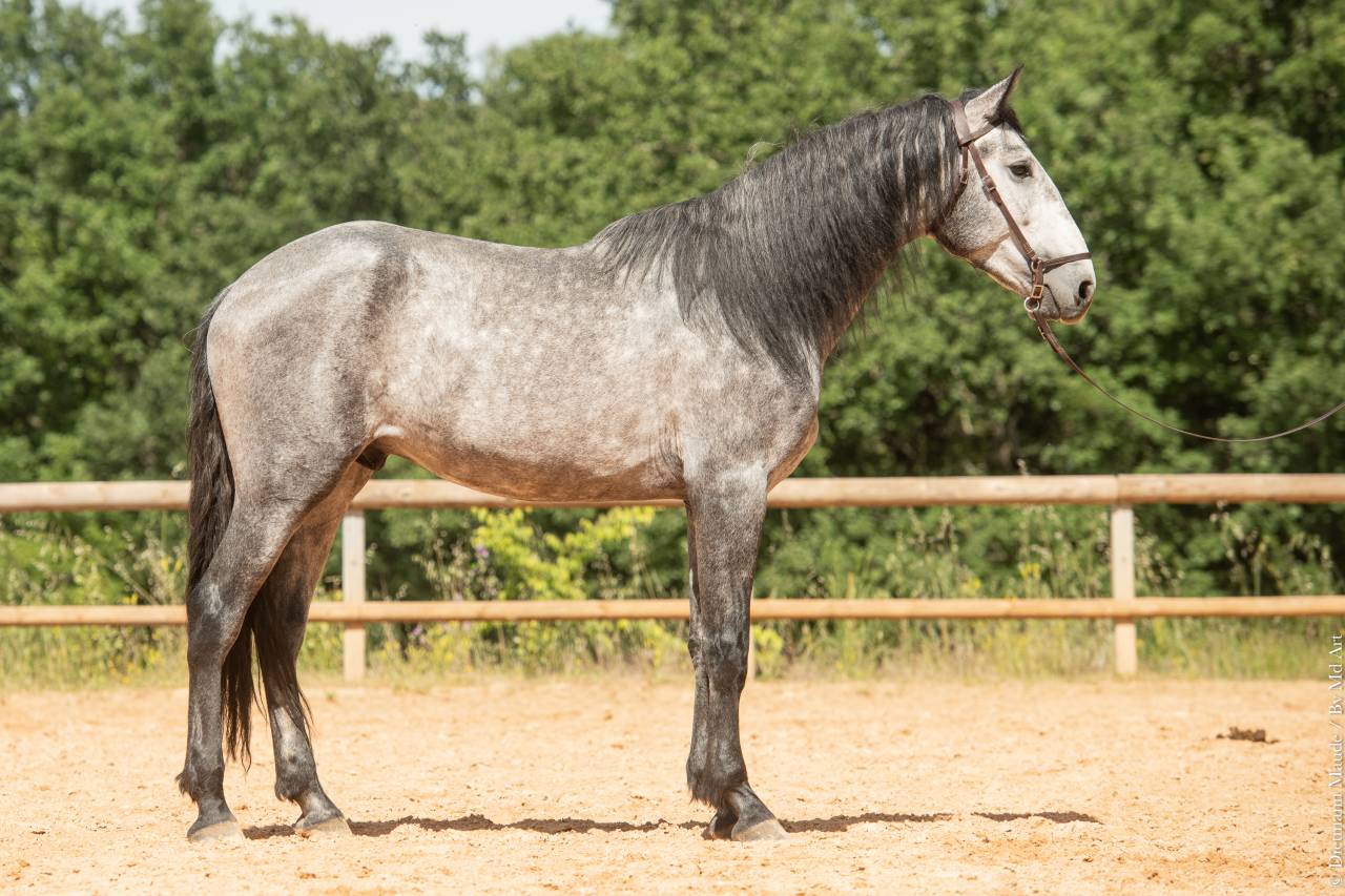 Intero Lusitano In vendita 2021 Grigio ,  Aslan du Fesquet
