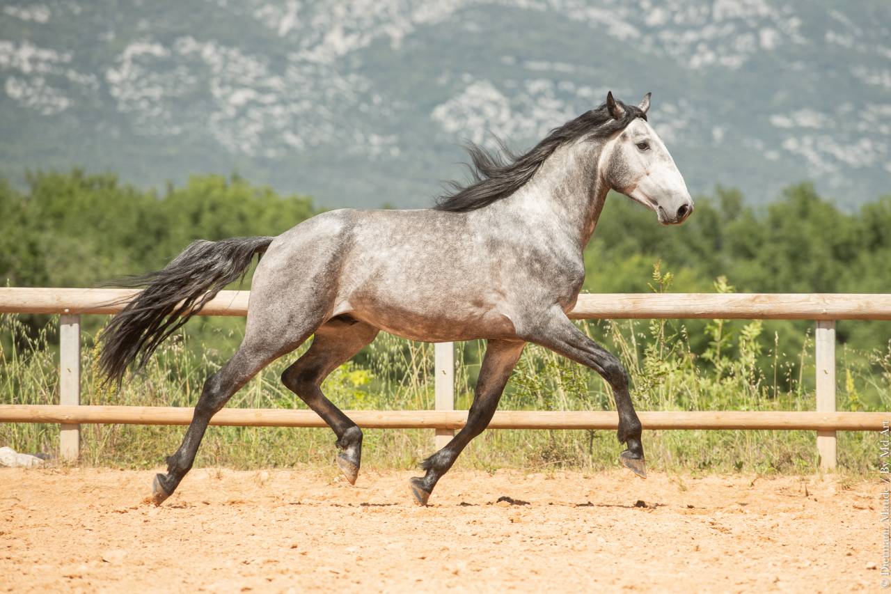 Intero Lusitano In vendita 2021 Grigio ,  Aslan du Fesquet