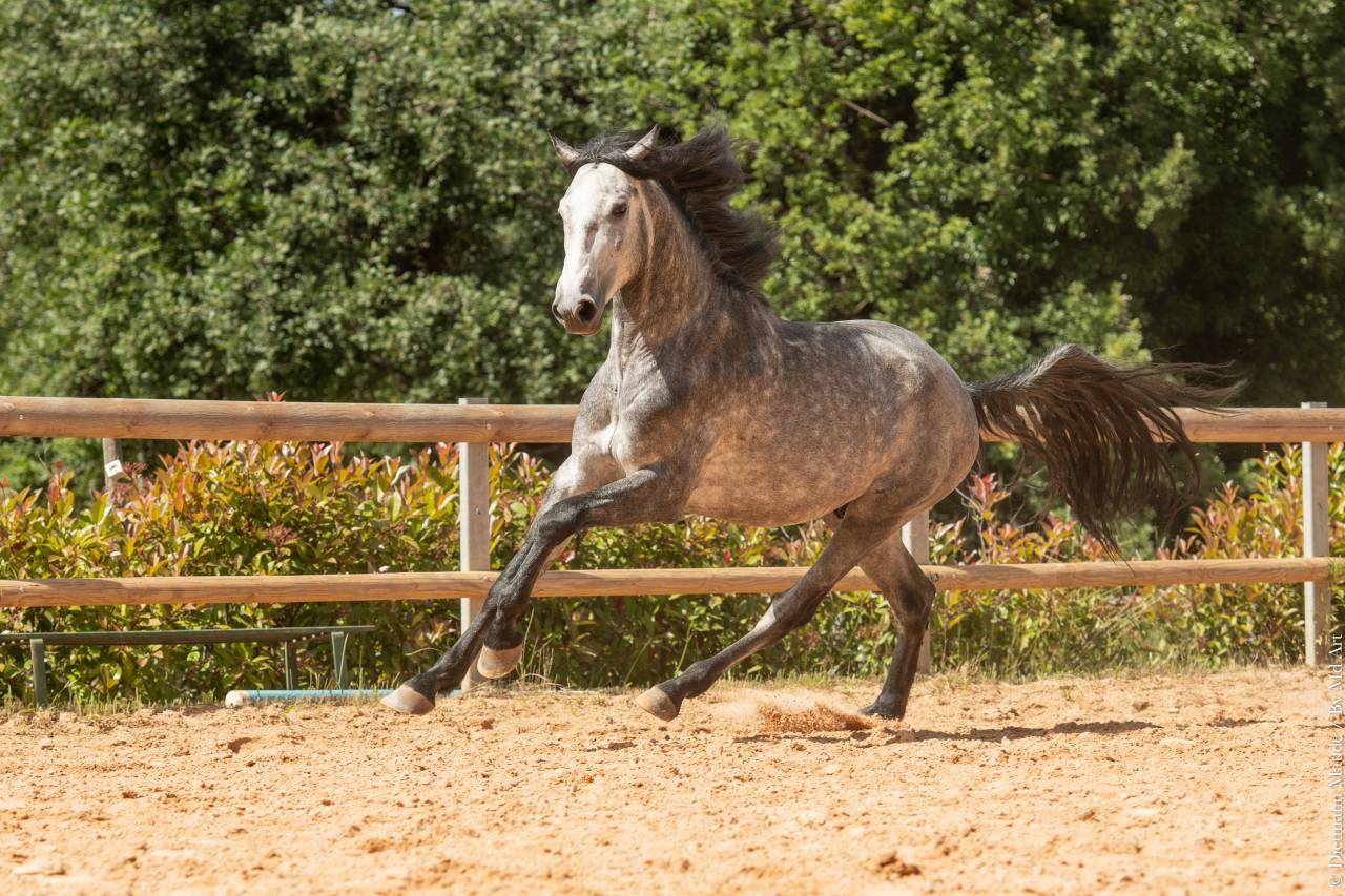Intero Lusitano In vendita 2021 Grigio ,  Aslan du Fesquet
