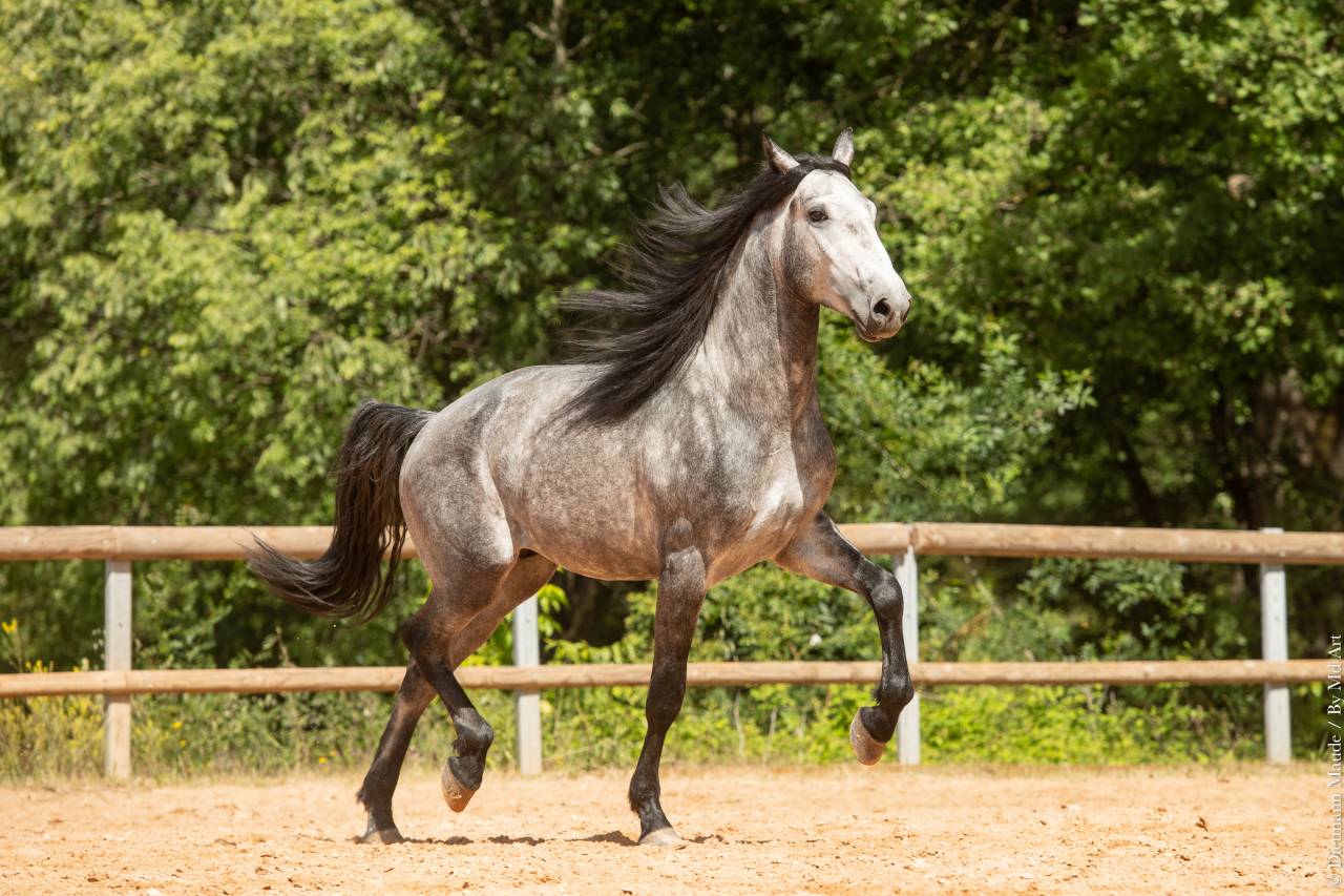 Intero Lusitano In vendita 2021 Grigio ,  Aslan du Fesquet