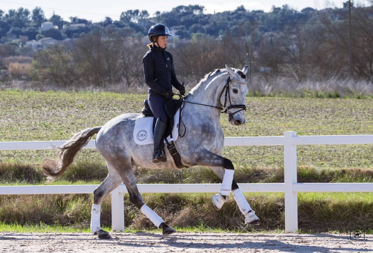 Castrone Lusitano In vendita 2021 Grigio ,  Aslan du Fesquet