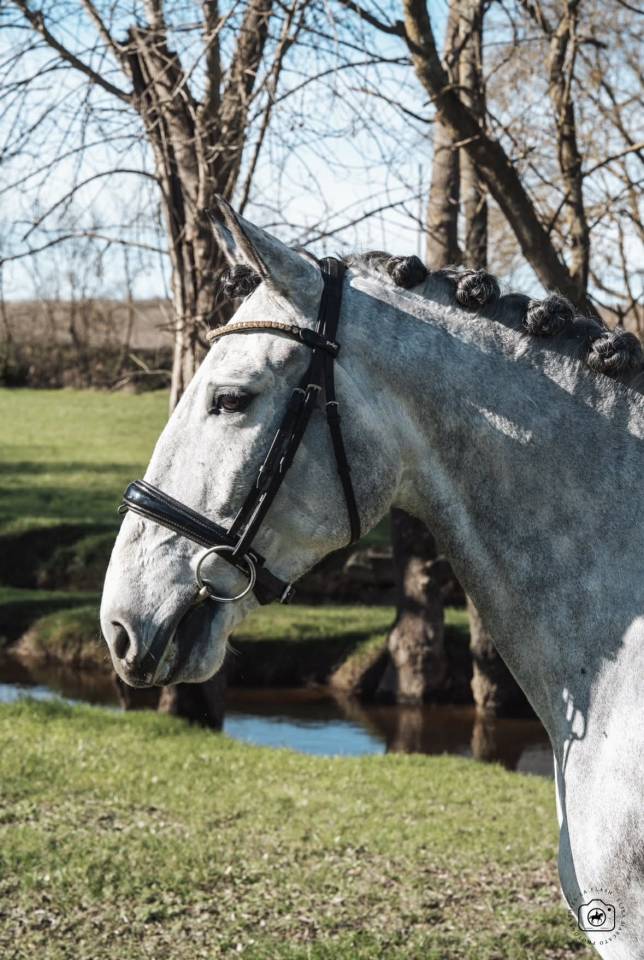 Castrone Lusitano In vendita 2021 Grigio ,  Aslan du Fesquet