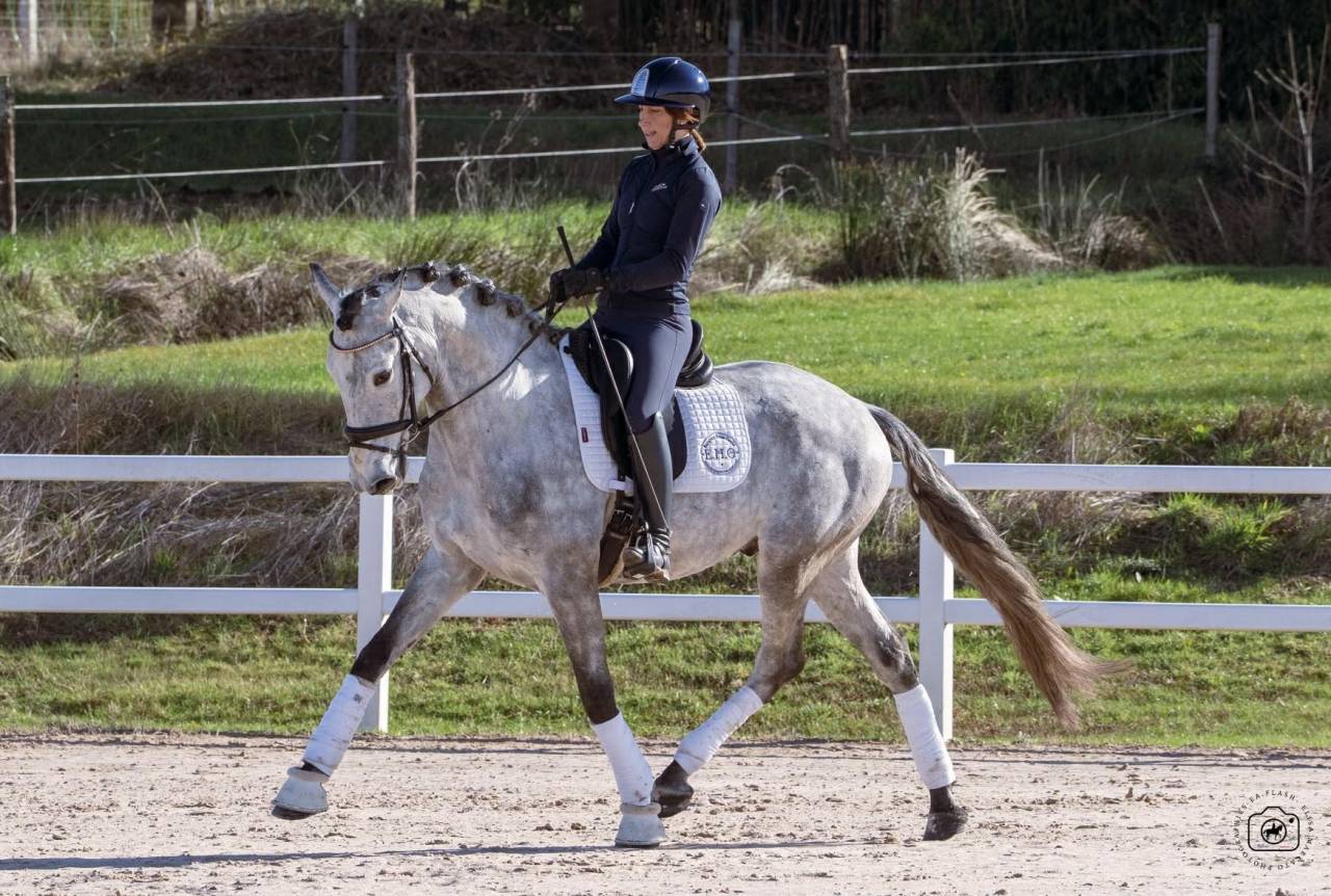 Castrone Lusitano In vendita 2021 Grigio ,  Aslan du Fesquet