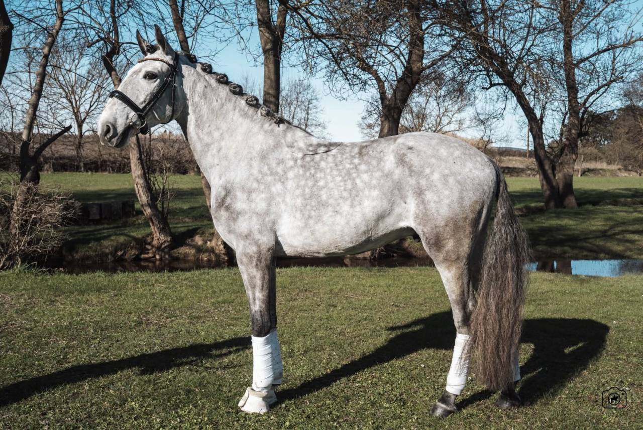 Castrone Lusitano In vendita 2021 Grigio ,  Aslan du Fesquet