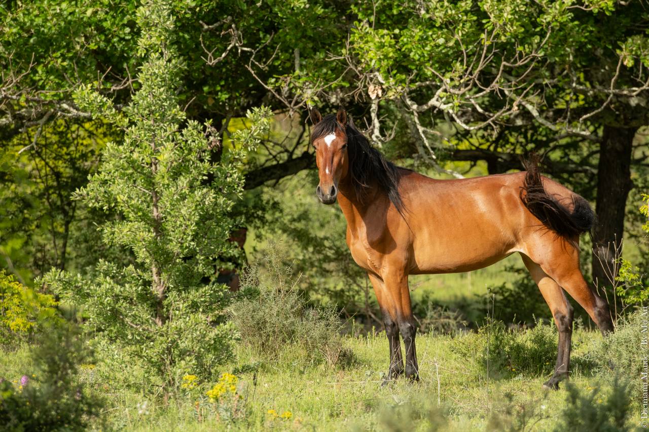 Cavalla Lusitano In vendita 2021 Baio ,  DIOR DU FESQUET
