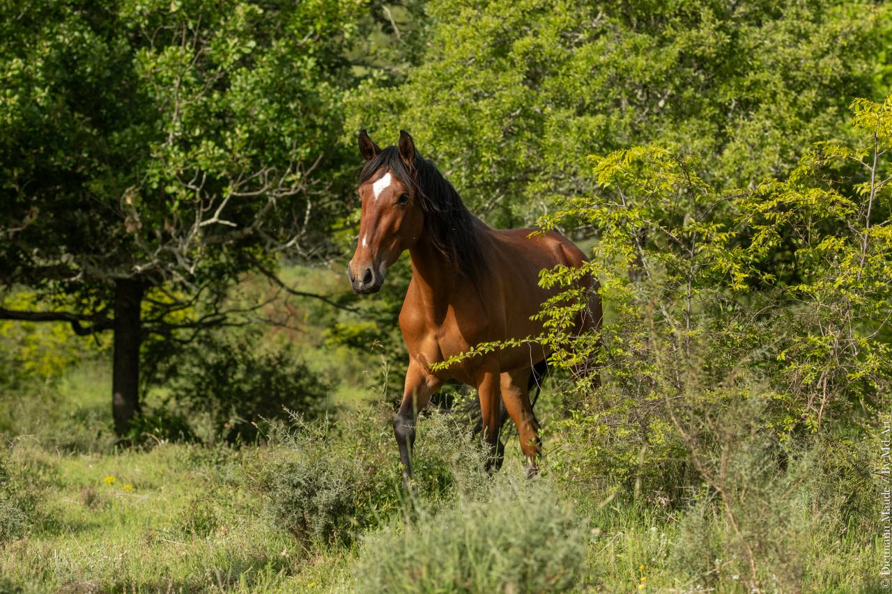 Cavalla Lusitano In vendita 2021 Baio ,  DIOR DU FESQUET