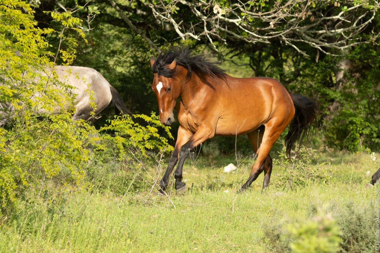 Cavalla Lusitano In vendita 2021 Baio ,  DIOR DU FESQUET