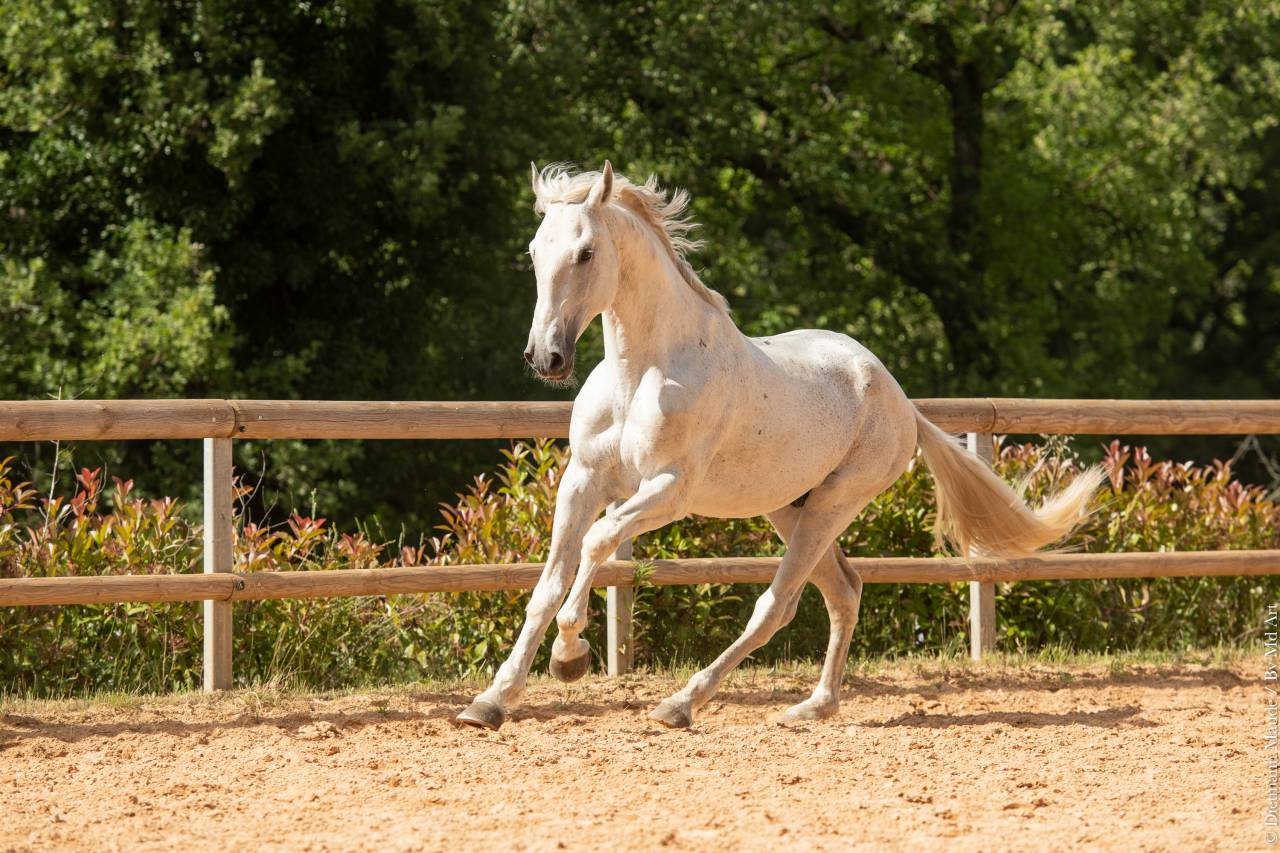 Soberano du Fesquet - Lusitano 2006 ,  HOSTIL JGB