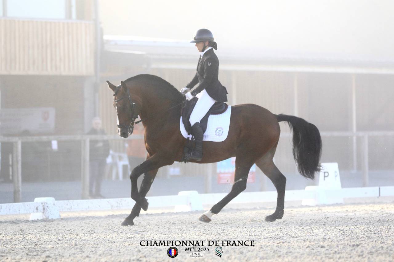 Dior du Fesquet - Lusitano 2013 ,  Rubi Ar