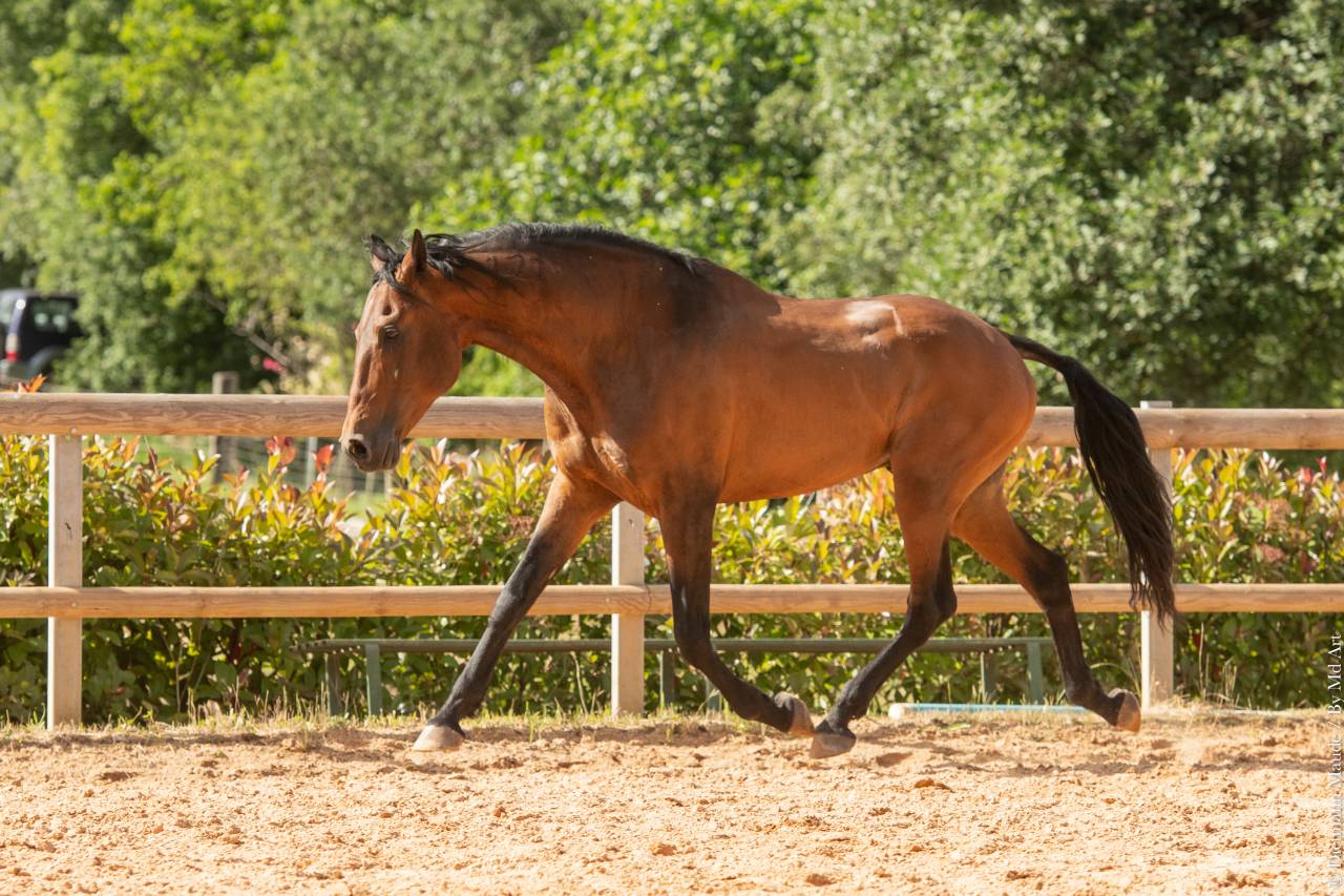 Aslan du Fesquet - Lusitano 2010 ,  QUEMOY DU FESQUET