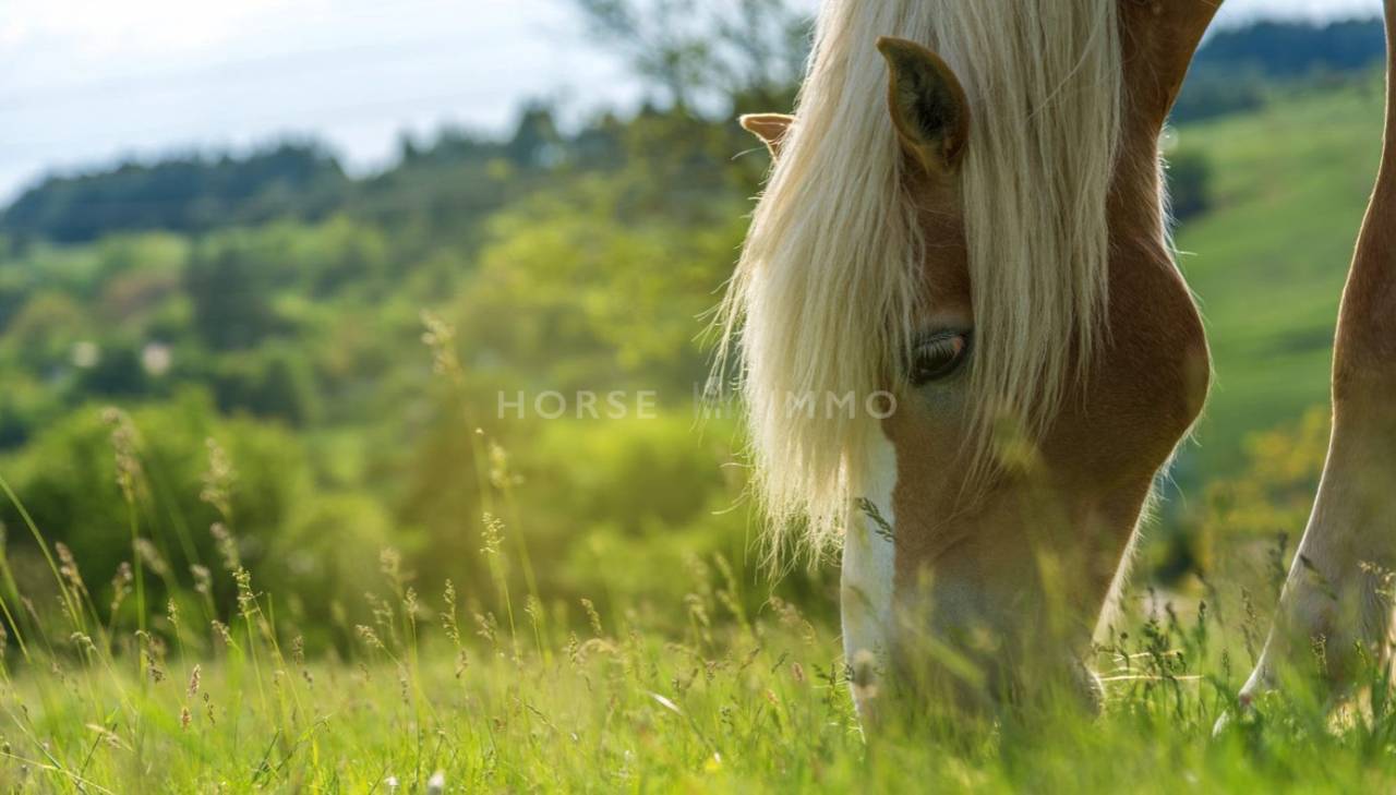 Centro ippico In vendita Ain
