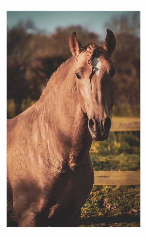 Sueno Carthago - PRE Andaluso 2020