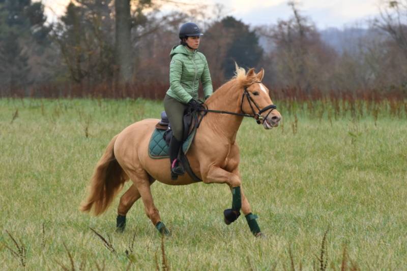 Sueno Carthago - PRE Andaluso 2020