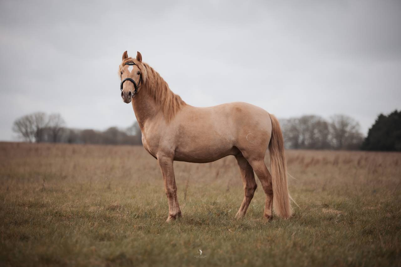 Sueno Carthago - PRE Andaluso 2020