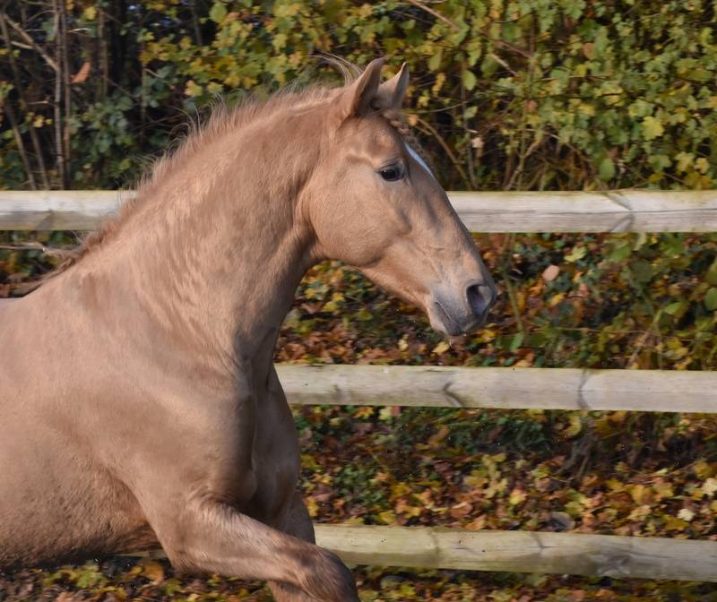 Sueno Carthago - PRE Andaluso 2020