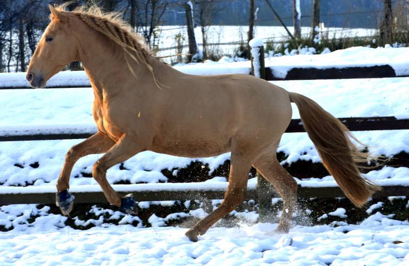 Sueno Carthago - PRE Andaluso 2020