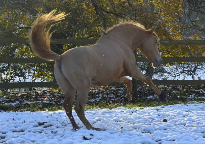 Sueno Carthago - PRE Andaluso 2020