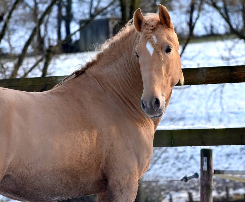 Sueno Carthago - PRE Andaluso 2020