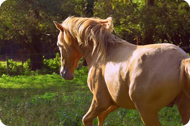 Sueno Carthago - PRE Andaluso 2020