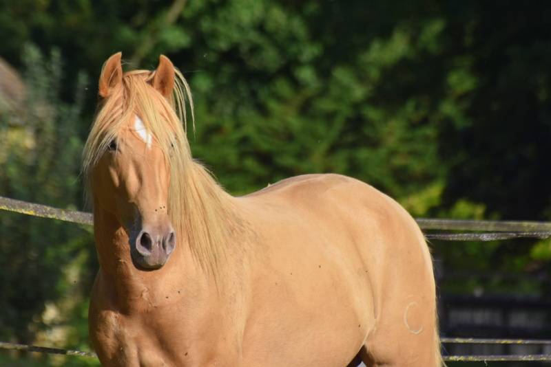 Sueno Carthago - PRE Andaluso 2020