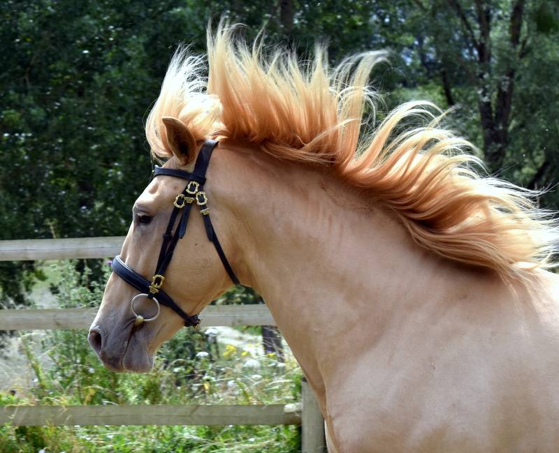 Sueno Carthago - PRE Andaluso 2020